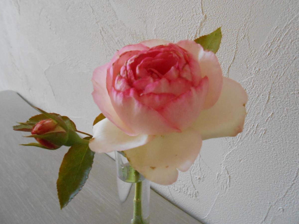 Puisseguin La Maison Du Bourg B&B מראה חיצוני תמונה